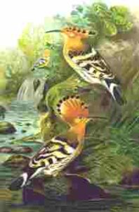 Promised Land for Ornithologists Chooses National Bird Image